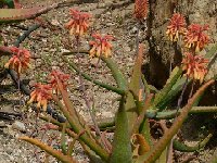 Aloe camperi (Benalmadena) P1120473.JPG